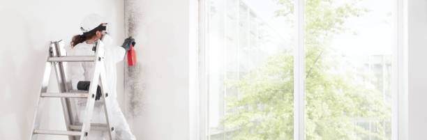 Reliable Vernon, WI Mold Removal Solutions
