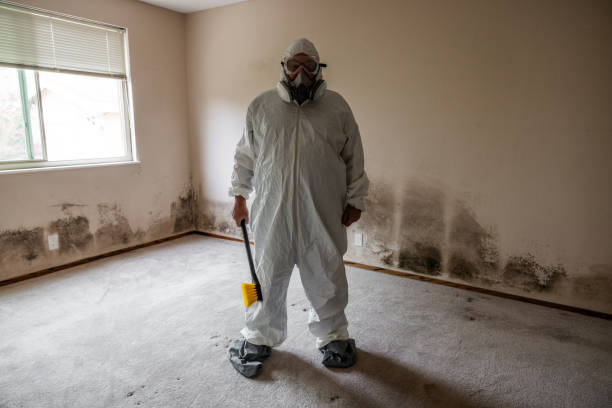 Best Mold Odor Removal Services  in Vernon, WI